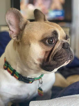 Reggae Peace, Love & Paws Personalized Dog Collar