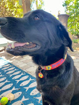 Hibiscus & Palm Fronds Red Personalized Dog Collar