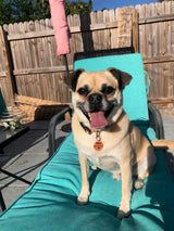 Mahi, Marlin and Sailfish Personalized Dog Collar Orange