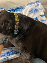 Tropical Reef Fish Black Personalized Dog Collar