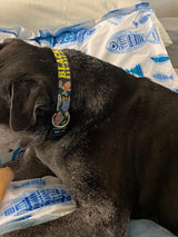 Tropical Reef Fish Purple Personalized Dog Collar