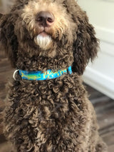 Mahi, Marlin and Sailfish Personalized Dog Collar Blue