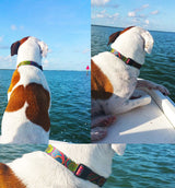 Dreamstime Personalized Dog Collar