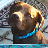 Sharks Attack Dog Collar Blue Personalized Dog Collar