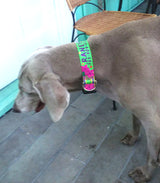 Plumeria Pink on Lime Personalized Dog Collar