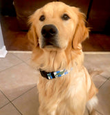 Puppy Pulitzer Alligator Blue Stripes Personalized Dog Collar