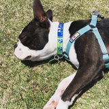 Anchors Lime & Pink Dog Collar