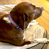 Anchors Red White & Blue Dog Collar