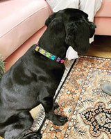 Rainbow Prints Personalized Dog Collar