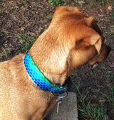 Plexus Personalized Dog Collar