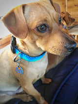 Plexus Pattern Dog Collar