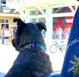 Dixie in a golf cart with a Conch Republic Flag going down Duval street Key West Florida with a Day of the Dead Sugar Skull dog collar made by Wagadoodle that is Personalized with her name and phone number