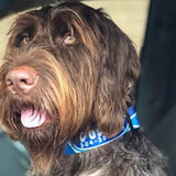 Atlantis Ocean Personalized Dog Collar