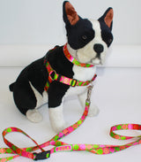 Citrus Blast Personalized Dog Collar