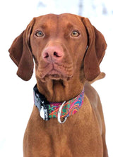 Dreamtime Dog Collar