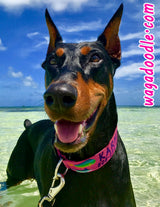 Mahi, Marlin and Sailfish Personalized Dog Collar Pink