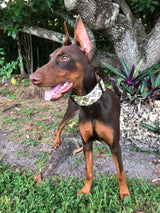 Abaco Gold Dog Collar