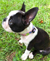 Scrummy Fish Pink Personalized Dog Collar