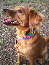 Dreamstime Personalized Dog Collar