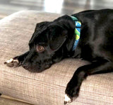 Atlantis Ocean Personalized Dog Collar