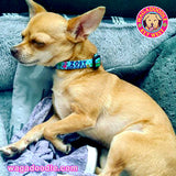 Greek Preppy Blue Personalized Dog Collar