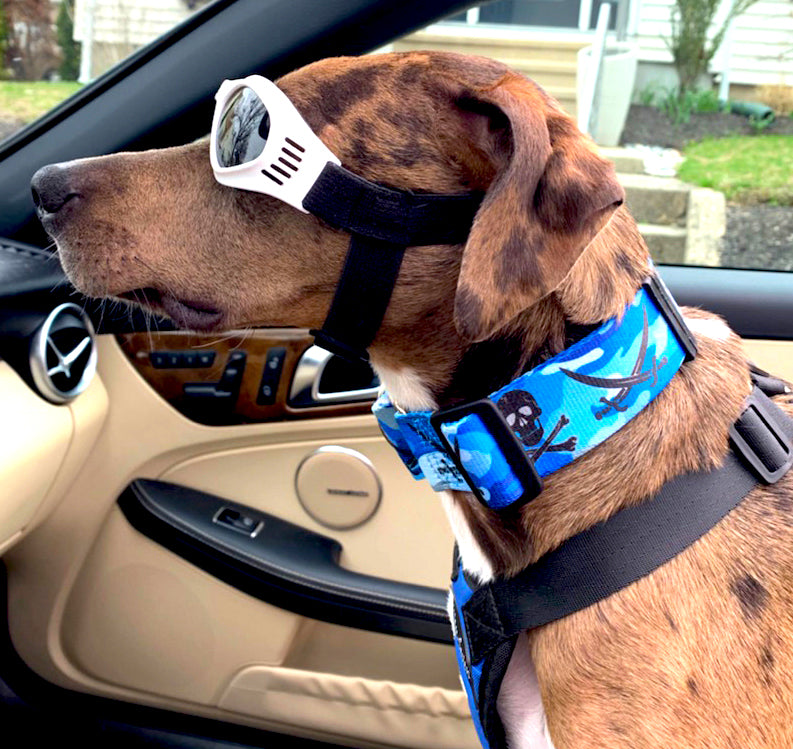 Jolly Pawger™ Skull and Crossbones Needlepoint Dog Collar – Nauticollar
