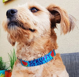 "Juicy Dog" Watermelon Dog Collar