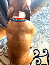 Rainbow Flag & Paws Personalized Dog Collar