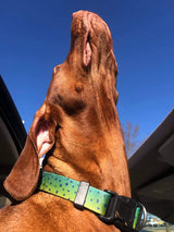 goofy dog with it's head up in the air acting like a monolith while wearing a mahi skin dog collar