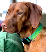 Mahi Dolphin Fish Skin Personalized Dog Collar