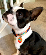 Mahi, Marlin and Sailfish Personalized Dog Collar Orange