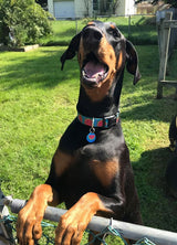 "Juicy Dog" Watermelon Dog Collar
