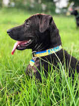 Marlin Skin Personalized Dog Collar