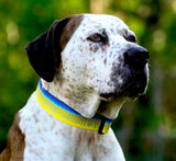 Marlin Skin Personalized Dog Collar