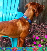 Om with Sacred Lily Blue/Green Personalized Dog Collar