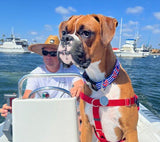Anchors Red, White & Blue Personalized Dog Collar