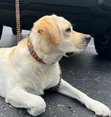 Marti Gras Carnival Dog Collar