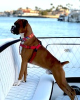 Mahi, Marlin and Sailfish Personalized Dog Collar Red