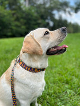 Marti Gras Carnival Dog Collar