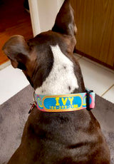 Waves in Pink/Aqua Personalized Dog Collar