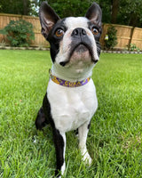 Honey Bees Purple Personalized Dog Collar