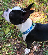 Anchors Lime & Pink Dog Collar