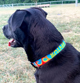 Waves Turquoise and Orange Dog Collar