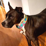 Waves Pink/Aqua Dog Collar