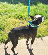 Sea Turtles Blue Martingale