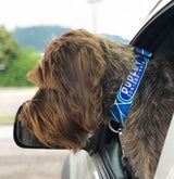 Atlantis Blue Ocean Dog Collar