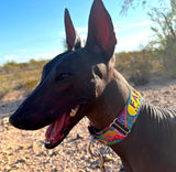 Dreamtime Dog Collar