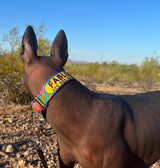 Dreamstime Personalized Dog Collar