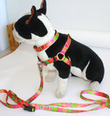 Citrus Blast Personalized Dog Collar