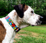 Big brown and white dog with small brown spots wearing a extra wide dog collar with multi-colored Mandela artwork all over the collar.